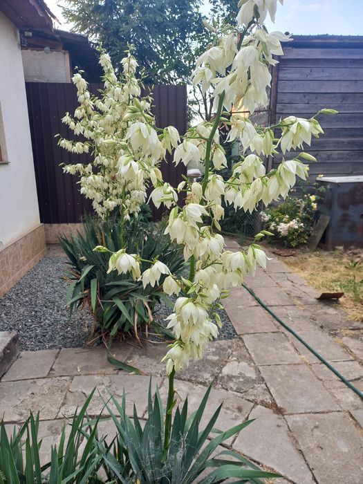 Yucca de grădină cu flori mari