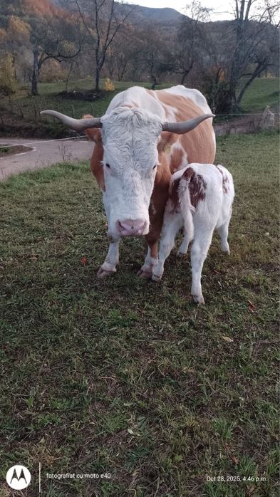 Vand vaca cu vitea - Baltata Romaneasca