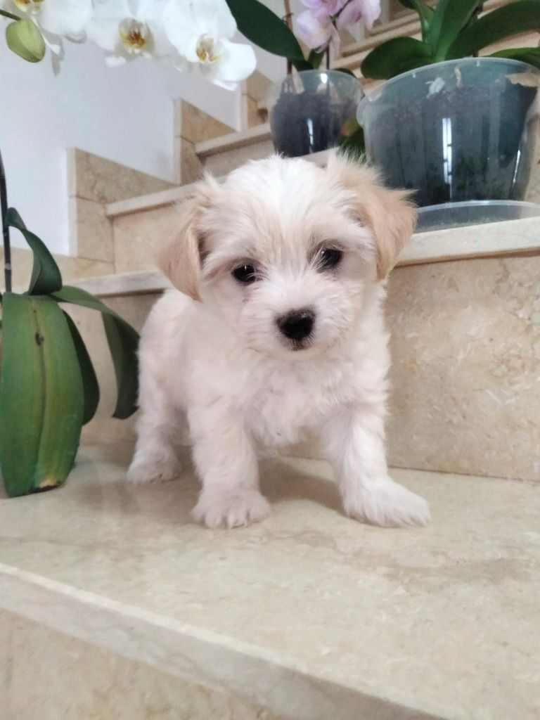 Bichon havanez de vanzare