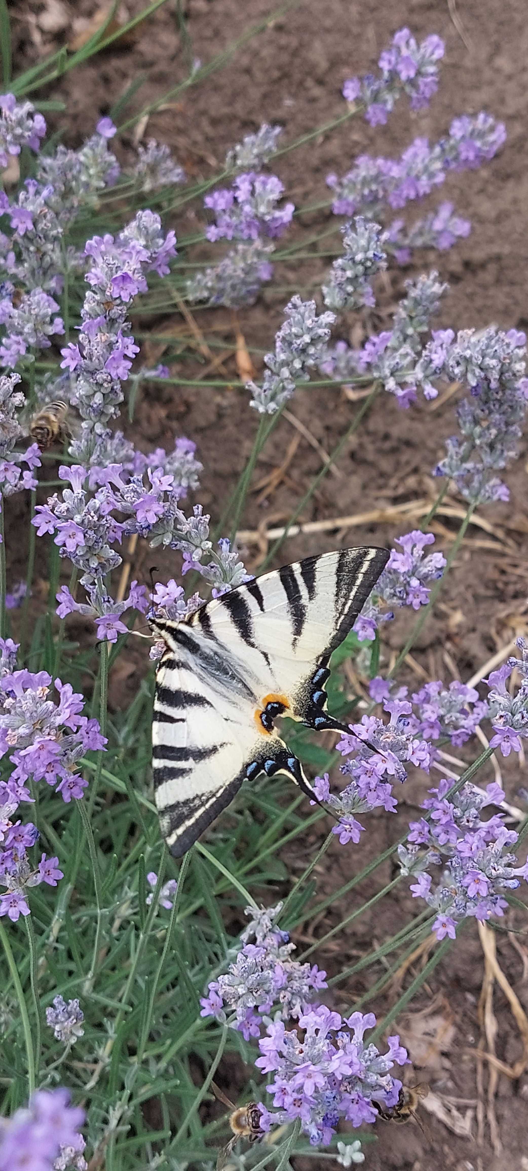 Buchete lavanda bio, cadou, marturii nunta sau botez .  5 lei