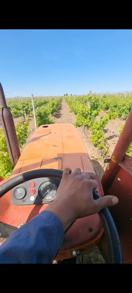 Vindem struguri de vin producție proprie!