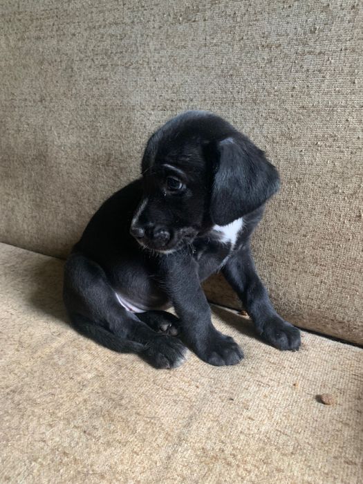 Предлагам за осиновяване