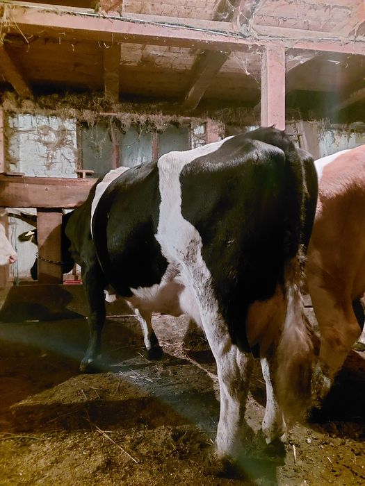 Vand vaca buna de lapte baltata cu negru