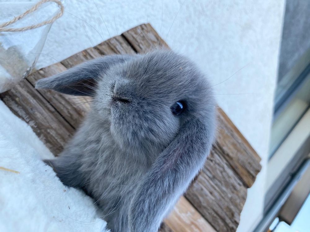 Iepuri pitici de companie berbec pitic/mini lop/holland lop