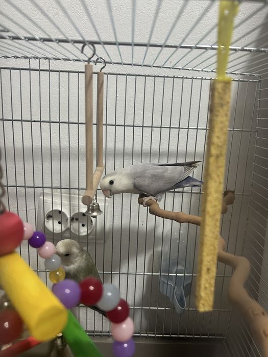 Vind 2 papagali tot cu colivie la un super pret