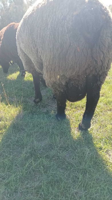 Продавам коч Мирон шароле