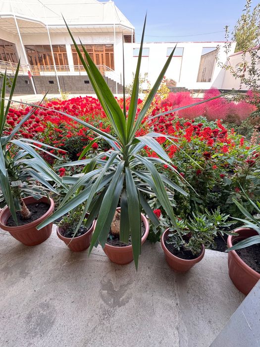 Офисные декоративные цветы