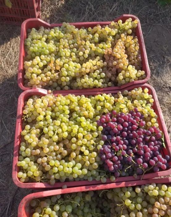 Vând struguri de vin