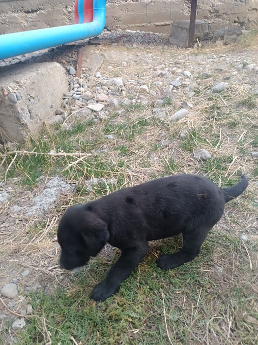 Щенок один месяц и взрослая собака