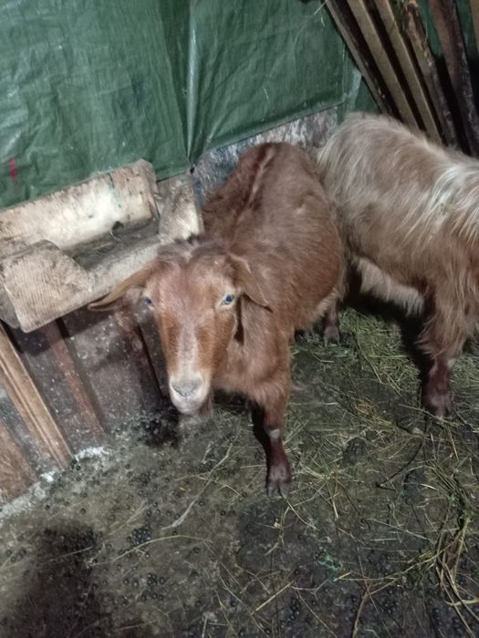 Vand capre bune de lapte a fata