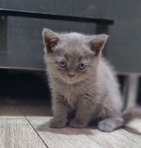 Скотти Страйтт основательные мальчишки.