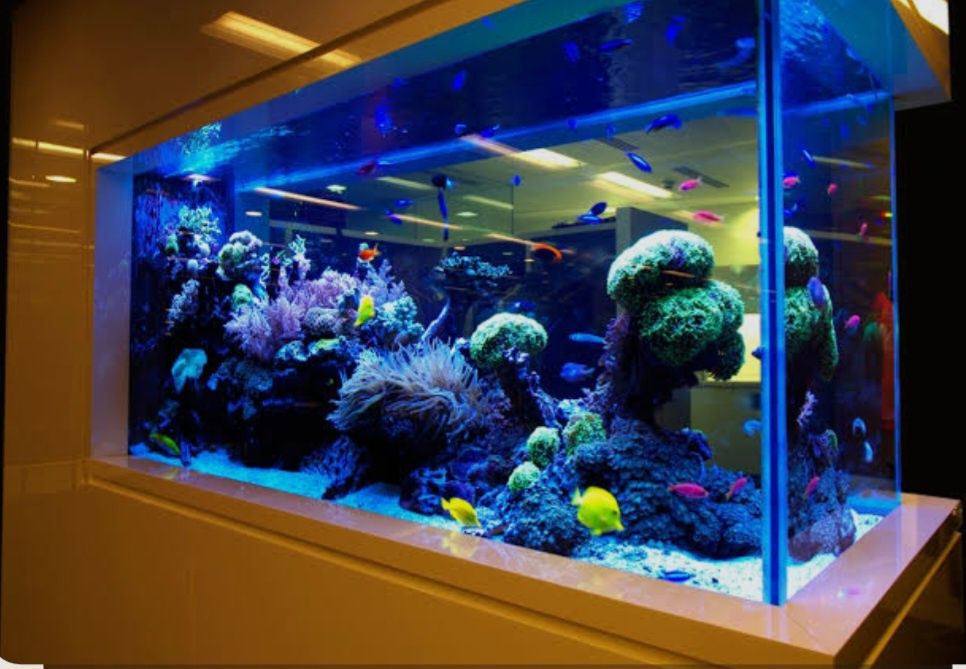 Akvarim yasash remont xizmari