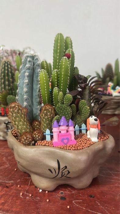 Кактус микс, кашпо керамика.