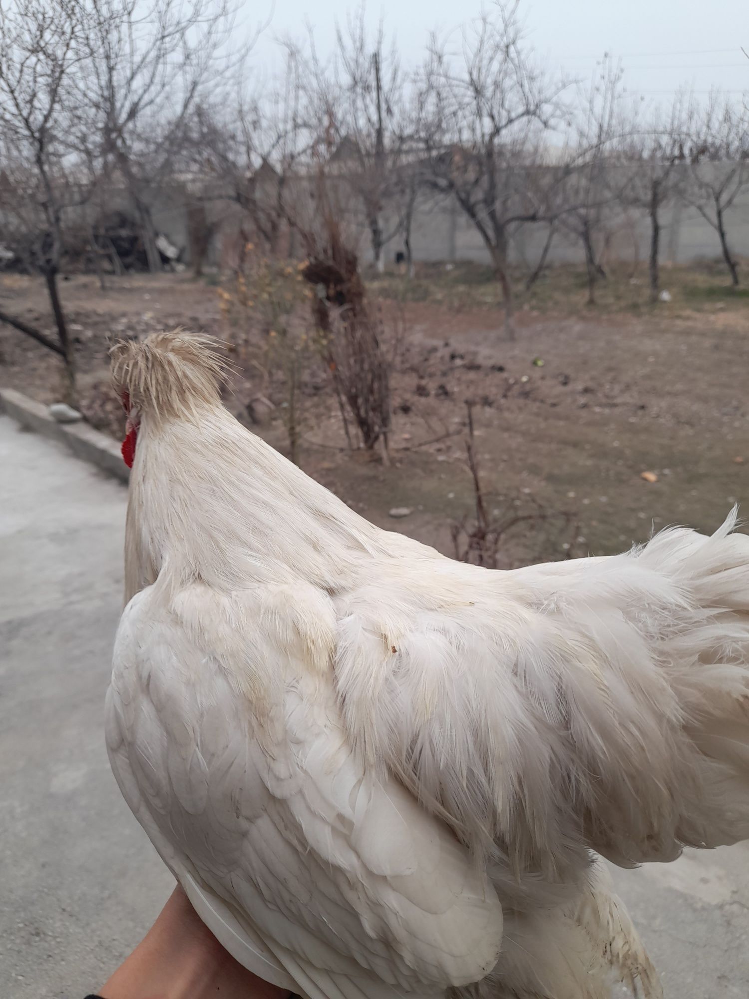 Yaponca horozlar