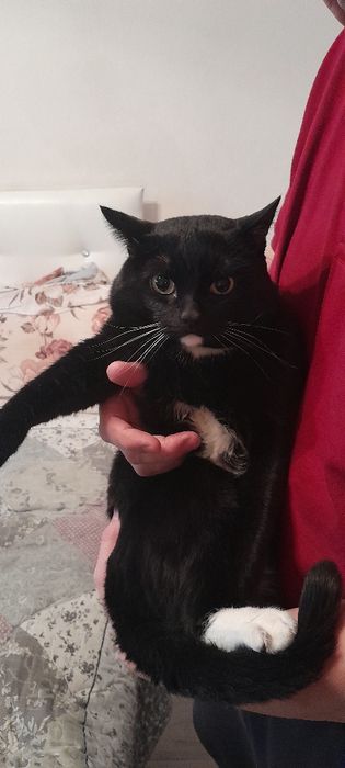 Отдам кота в добрые руки.  Кот мальчик. Желательно в частный дом.