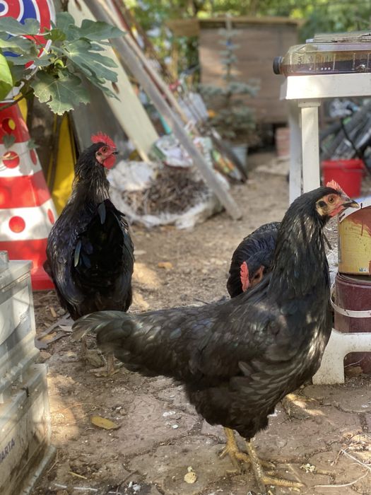 Australorp, gaina.