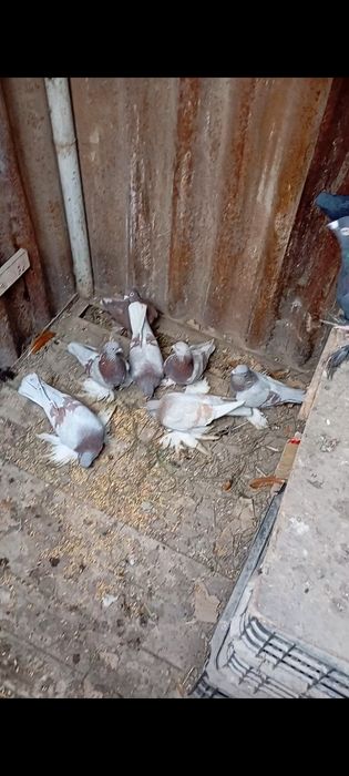 Голуби кептерлер