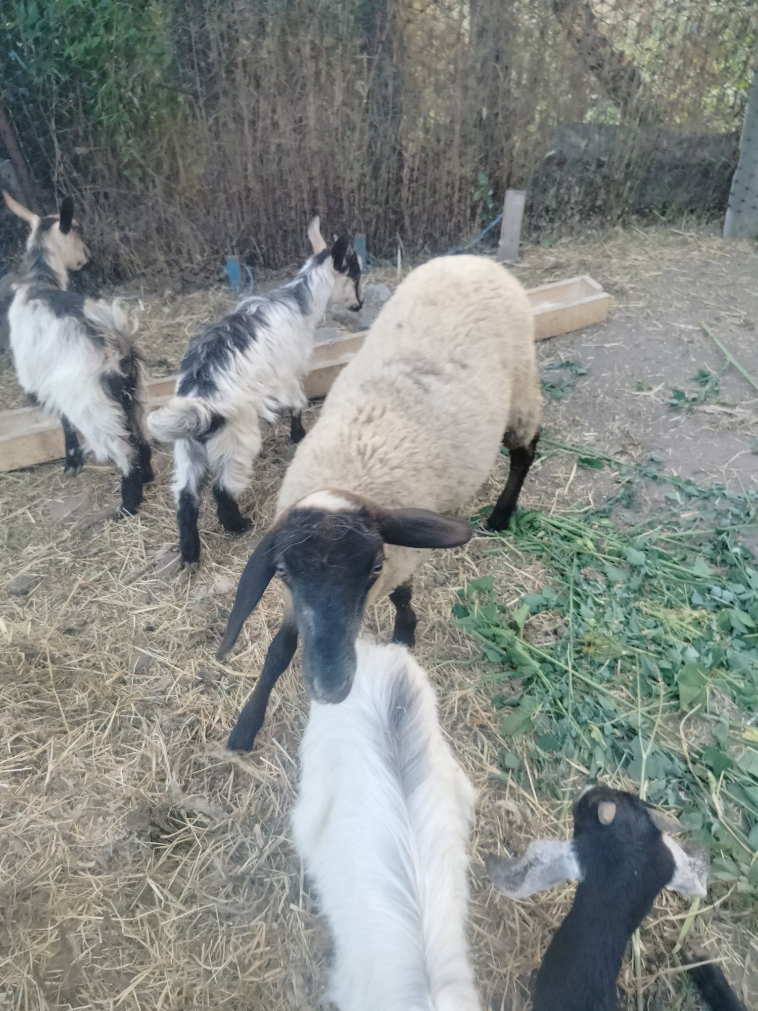 Schimb mieluta cu capra anglonubiana sau alpina