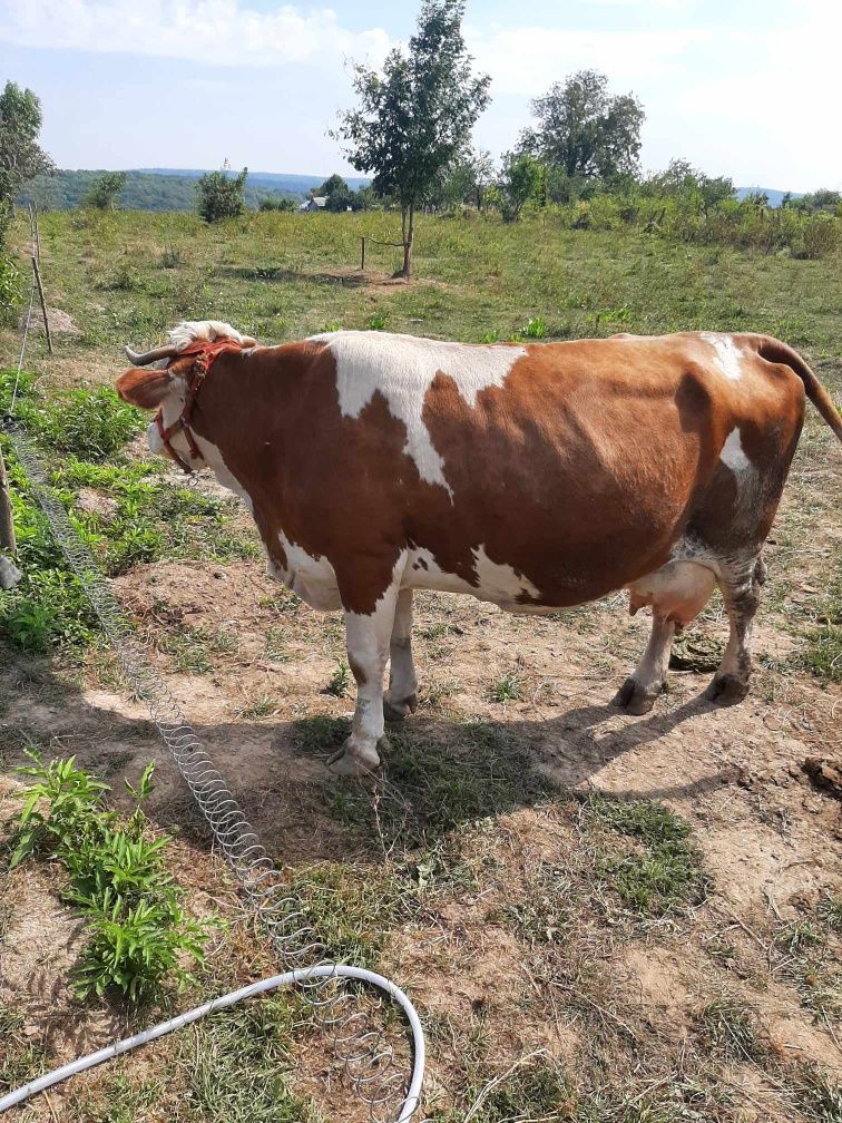 Vând vacă Bălțata românească