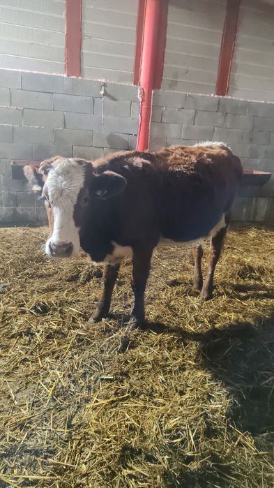 Vand 4 jurinci baltate