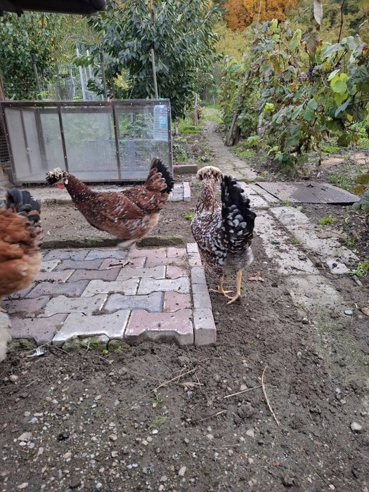 De vânzare gaini moțate