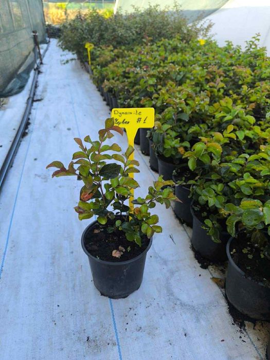 Индийски люляк/Lagerstroemia indica