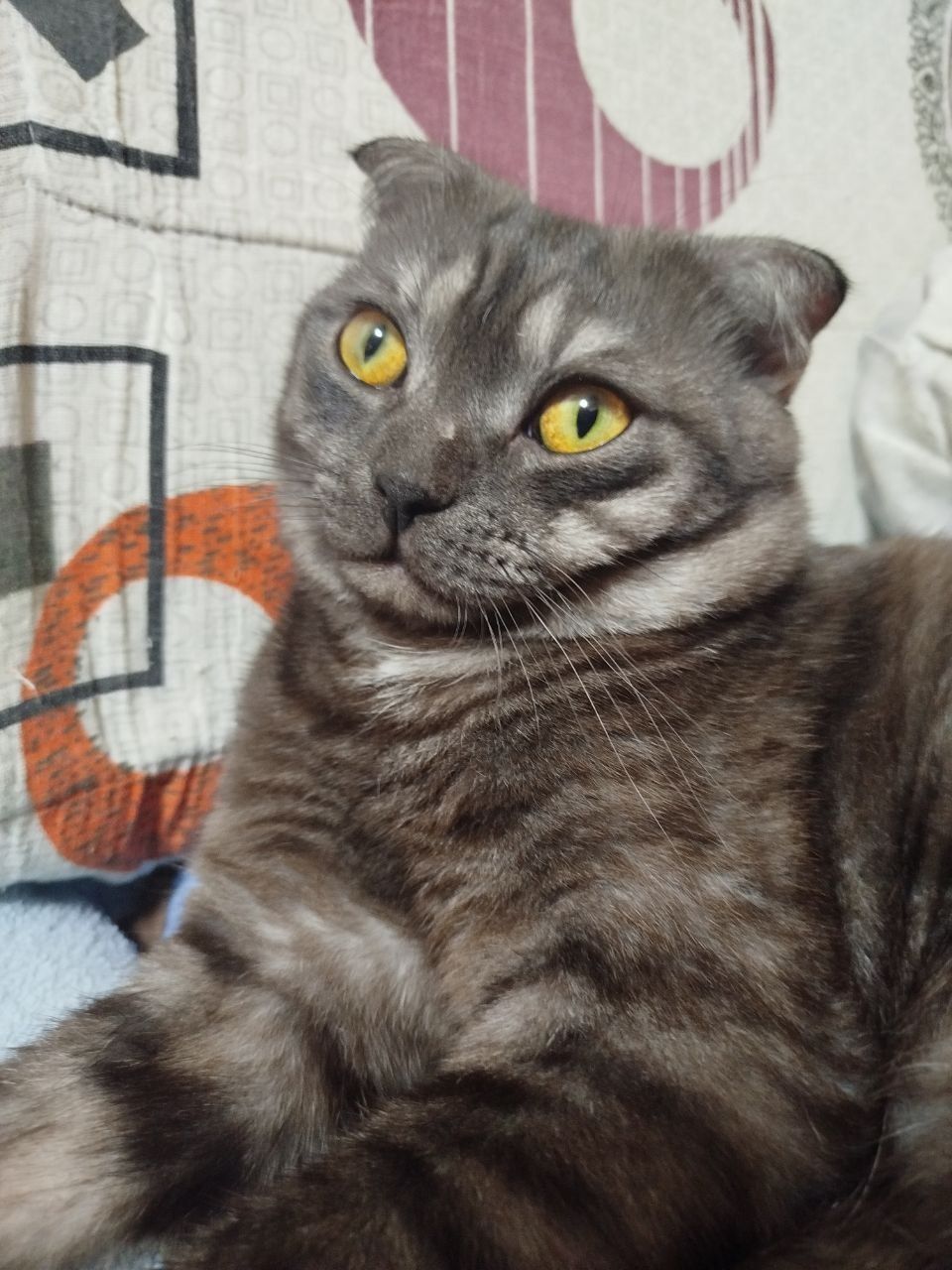 Вязка кота веслоухий