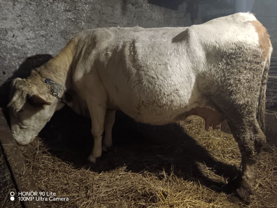 Vând vacă cu lapte