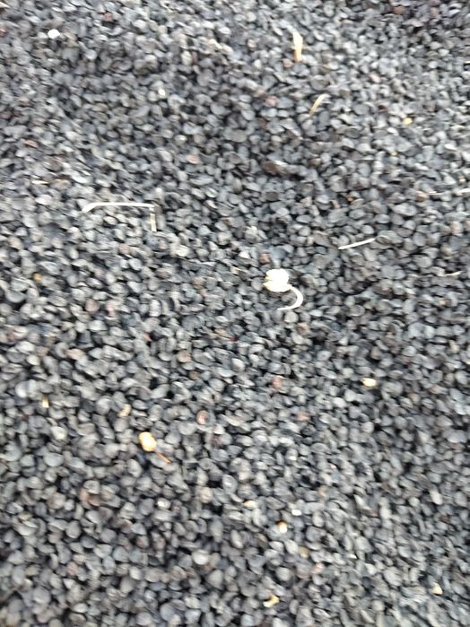 Vând sămânță ceapă rosie