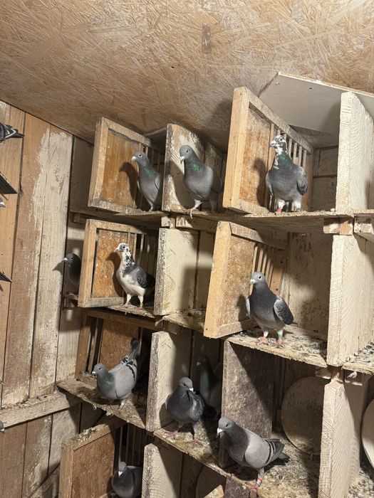 Porumbei fond maraton si Columbodrom