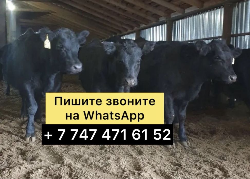 Продам бычки телята и телочки sэiwjsa
