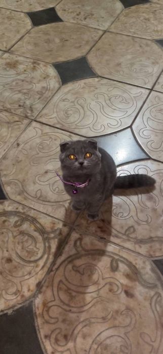 scotish fold (британская кошка)