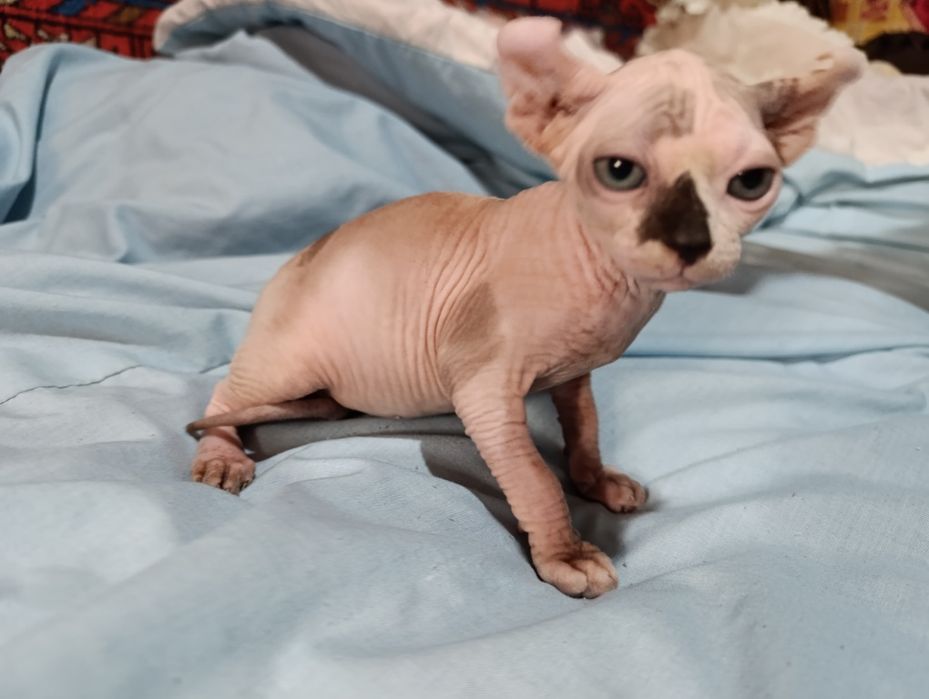 Сфинкс эльфы девочки