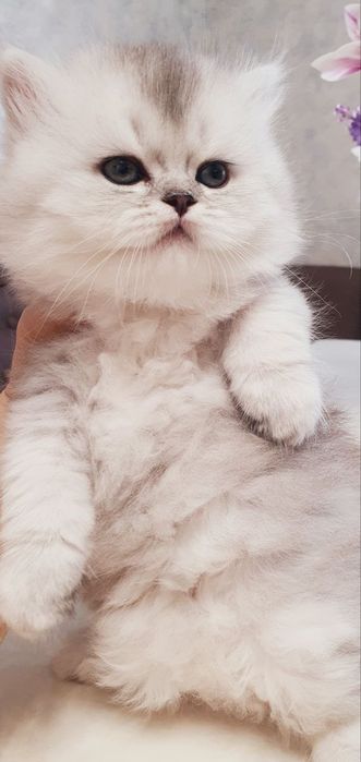 Продается чистокровный котят