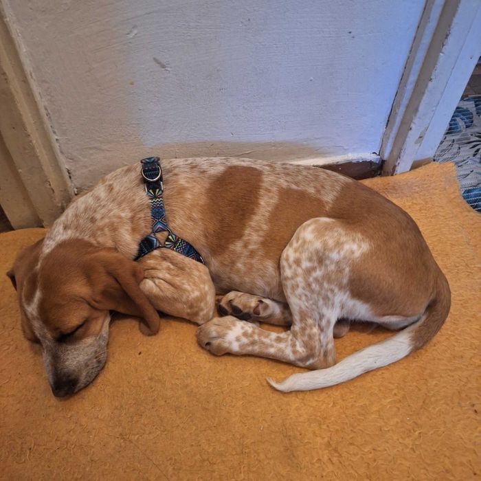 Куче подарявам  ловджиско руска пегея на 5 месеца женска