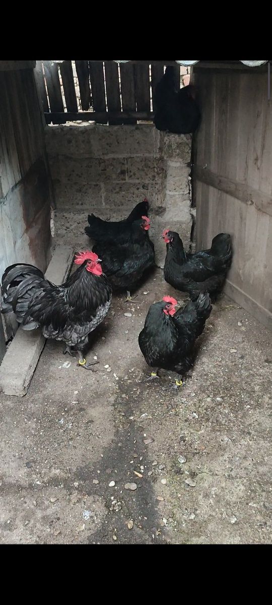 Australorp albastru