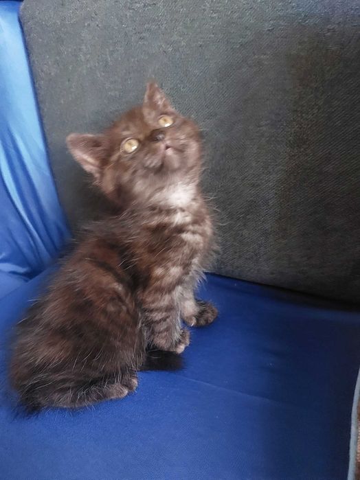 Отдам котенка в добрые руки