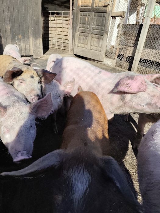 Малки прасета 15 20кг