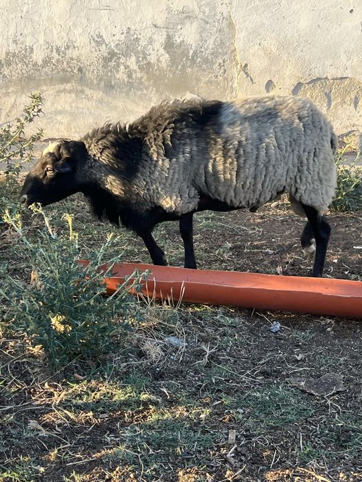 Oi rasa romanov pura