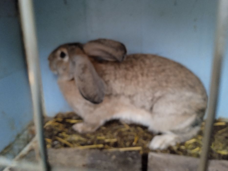 Куен суйишга нет бокишга