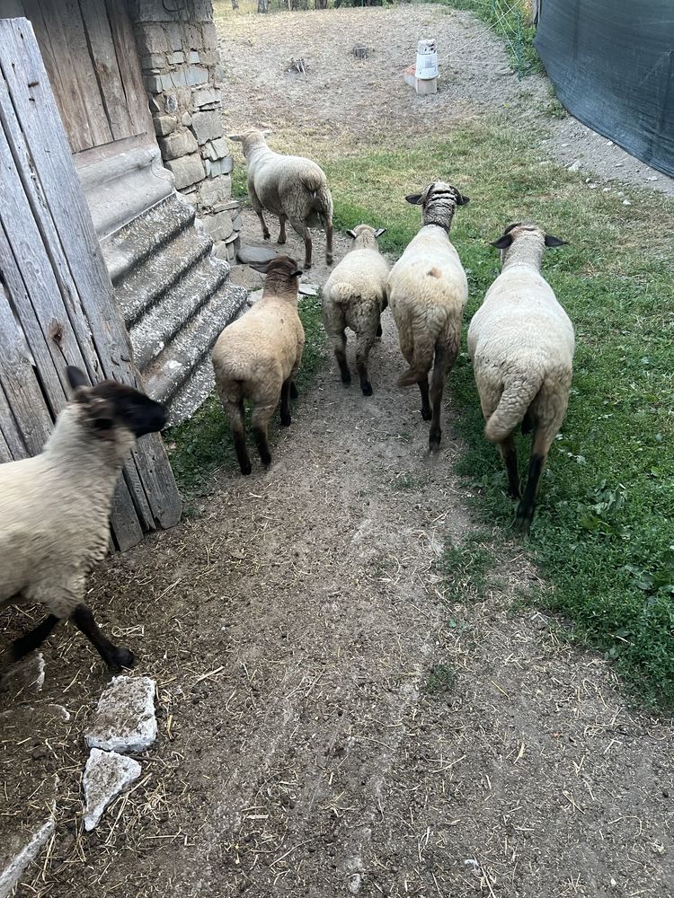 Oi suffolk si berbec texel