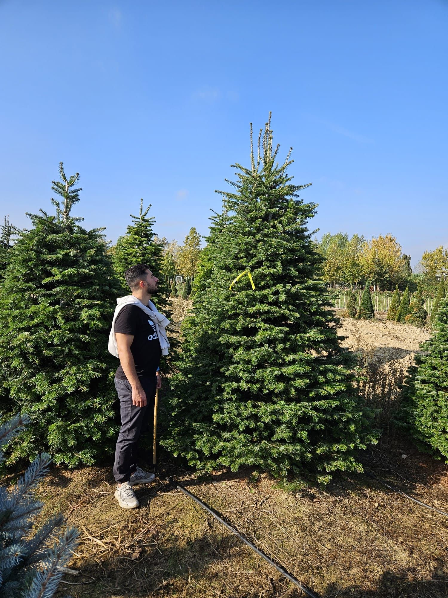 Brad argintiu la ghiveci ( vand brazi argintii hoopsii ) abies, picea.