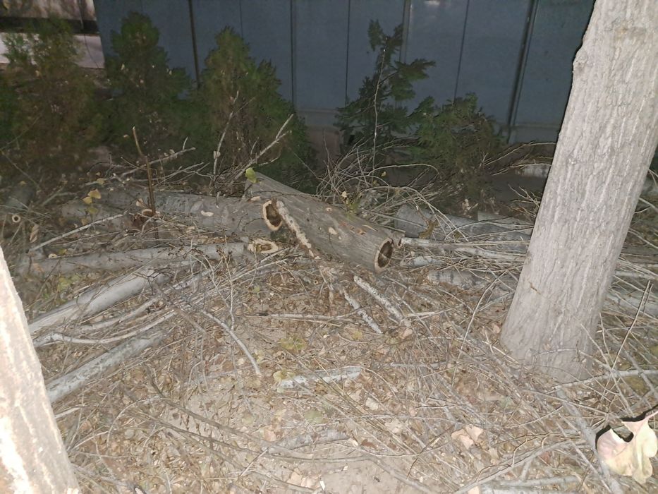 Срочно терак дарахти утун учун берилади