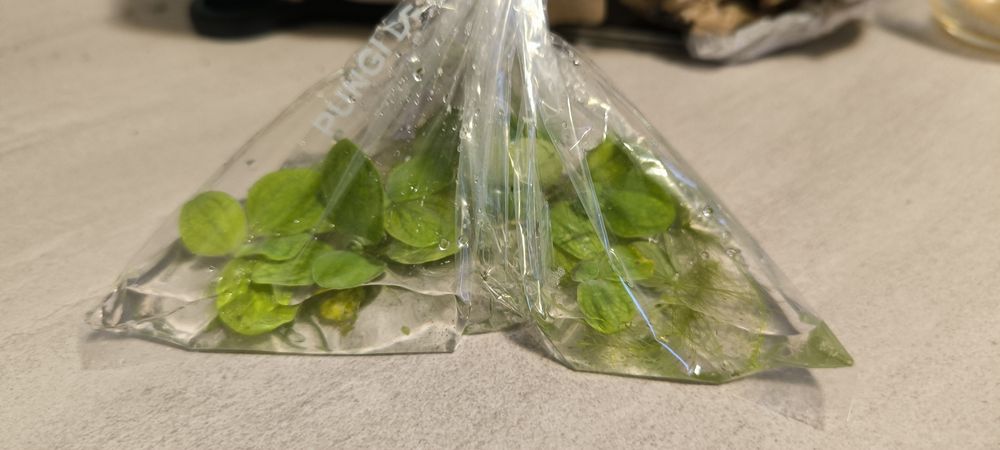Donez plante de suprafața pentru acvariu