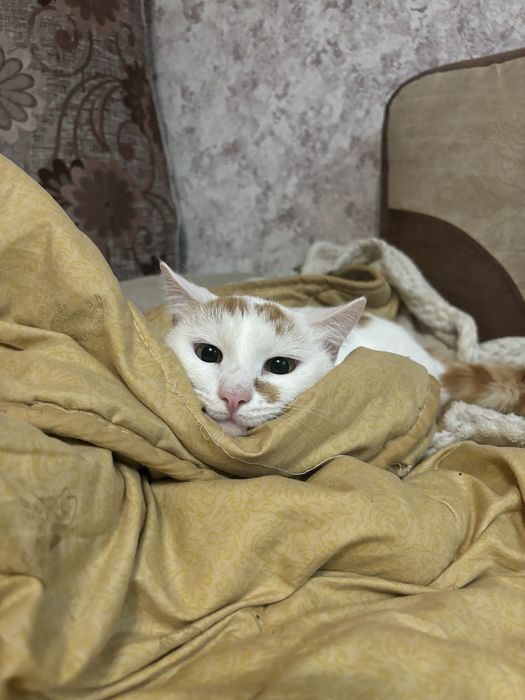 Передержка котов, кошек и котят