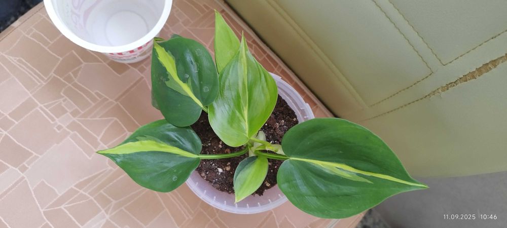 Филодендрон (Philodendron) / Сингониум (Syngonium)