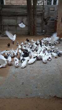 Продам бакинских голубей