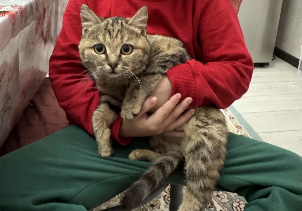 Кошка отдам даром в добрые руки.так как дома дети