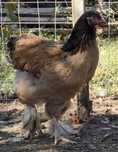 Familie brahma columbia-tineret