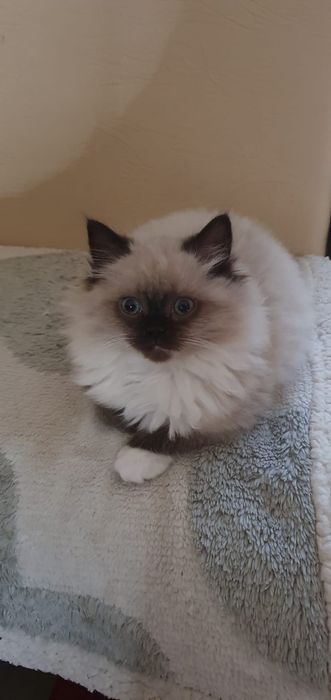 Pufosenii Drăgălașe